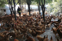 <strong>雞飼料中的粗蛋白質和細蛋白質有什麼區別？</strong>