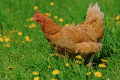 <strong>碘化鉀可以添加到雞飼料中嗎，有什麼好處？</strong>