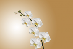 <strong>蘭花生長出假鱗莖是什麼原因?</strong>