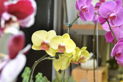 <strong>地生蘭花和附生蘭花有什麼特點?</strong>