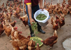 <strong>槐葉粉是如何製作的，加入雞飼料中補充什麼營養?</strong>