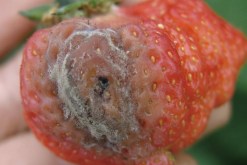 <strong>草莓灰黴病怎麼進行防治，有哪些方法？</strong>