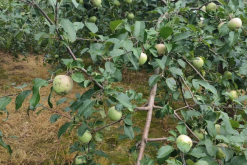 <strong>蘋果黑星病是什麼原因造成的？</strong>