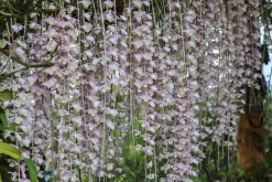 <strong>用泥炭和沙床來種植石斛蘭有什麼好處？</strong>