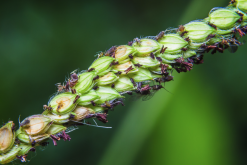 <strong>禾稗是什麼植物，有哪些形態特點？</strong>