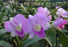 <strong>金剛石斛蘭怎麼進行培養和催芽?</strong>