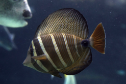 <strong>藍鰭刺尾魚如何進行捕撈，餌料用什麼？</strong>