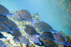 <strong>藍鰭刺尾魚有什麼生態習性和飲食習性？</strong>