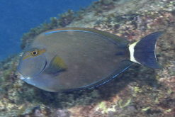 藍鰭刺尾魚有什麼營養價值和經濟價值？