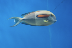<strong>藍鰭刺尾魚有什麼形態特點，分布在哪些海域？</strong>
