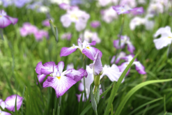 <strong>花菖蒲怎麼繁殖，有哪些方式？</strong>