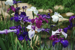 <strong>花菖蒲是什麼植物，有哪些形態特點？</strong>