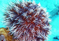 <strong>頭帕科海膽有什麼形態特點，分布在什麼海域?</strong>