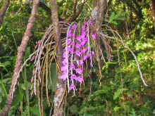 <strong>鐵皮石斛蘭有什麼形態特征和花語?</strong>