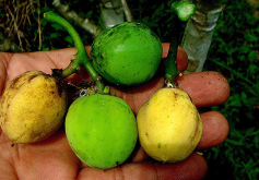 <strong>巴豆是什麼植物，有哪些特點?</strong>