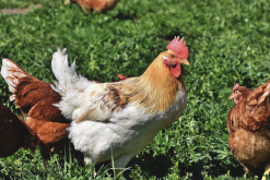 <strong>要提高肉雞的生長速度飼料成分怎麼搭配?</strong>
