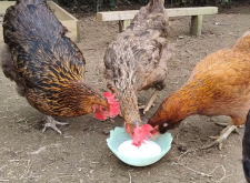 <strong>雞飼料中加入奶製品有哪些好處?</strong>