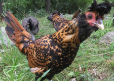 <strong>雞飼料中的肝製品有哪些營養價值?</strong>