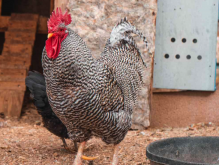 <strong>雞飼料中加入肝製品有哪些好處?</strong>