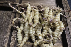 <strong>甘露子適合露天種植還是大棚種植，有什麼不同?</strong>