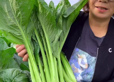 <b>耐熱小白菜是怎麼培育出來的?</b>