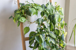 <strong>喜林芋是什麼植物，有哪些形態特點?</strong>