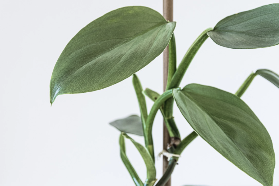 喜林芋是什麼植物,有哪些形態特點?