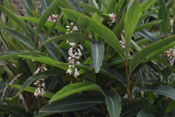 <strong>豔山薑是什麼植物，有哪些形態特點?</strong>