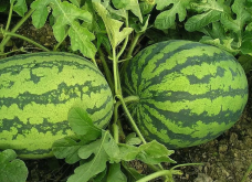 <strong>無籽西瓜分化芽的數量和培養基有什麼關係?</strong>