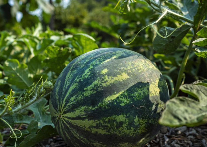 無籽西瓜分化芽的數量和培養基有什麼關係?