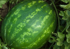 <strong>無籽西瓜培養無菌苗前怎麼進行消毒?</strong>