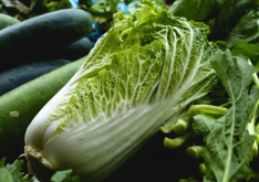 <b>大白菜增殖的側芽怎麼進行生根?</b>
