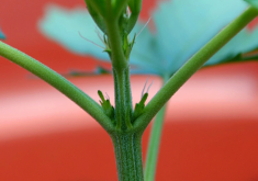 <b>大白菜腋芽怎麼進行培養?</b>