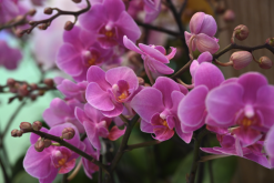 <strong>蘭花的香味為什麼能消除疲勞？</strong>