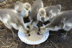 <strong>鵝飼料中青綠飼料占比控製在多少最好?</strong>