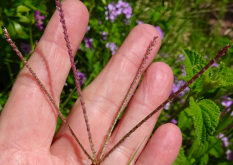 <strong>寶鐸草的花朵有什麼形態特點，怎麼欣賞?</strong>