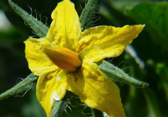 <strong>番茄小孢子培養和花粉培養有什麼不同點?</strong>