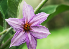 <strong>茄子怎麼進行花粉培養?</strong>