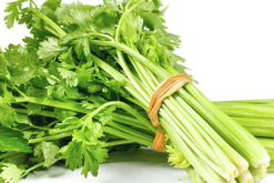 <b>芹菜的愈傷組織怎麼進行采取?</b>
