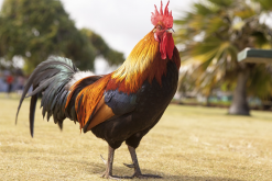 <strong>肉雞繁殖對父係雞和母係雞有什麼要求?</strong>