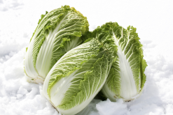 <b>白菜原生質體怎麼進行表麵滅菌？</b>