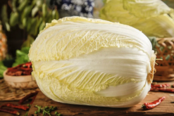 <b>白菜胚體愈傷組織怎麼做原生質體？</b>