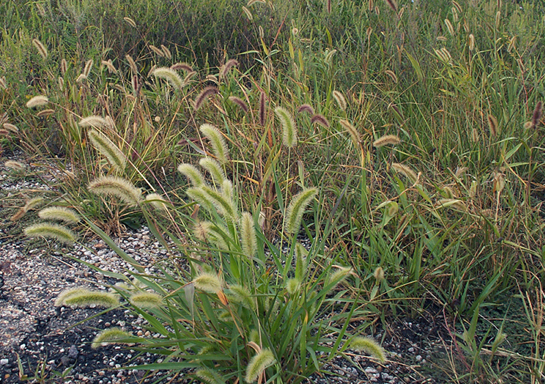 金色狗尾草的生長速度怎麼樣，對農作物有什麼影響?