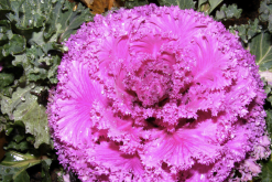 <strong>甘藍花粉培養夾層培養方法是什麼？</strong>