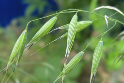 <strong>野燕麥怎麼用農藥消滅，需要注意什麼？</strong>