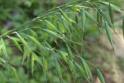 <strong>野燕麥出現白粉病是什麼原因？</strong>