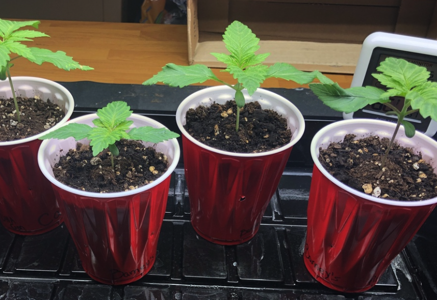 高加索輪蜂菊怎麼進行種子培育和移栽?