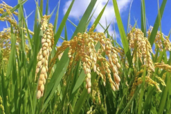 <strong>巴斯馬蒂稻怎麼培育種子和進行移栽？</strong>