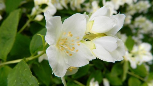 茉莉花不發芽是什麼原因？