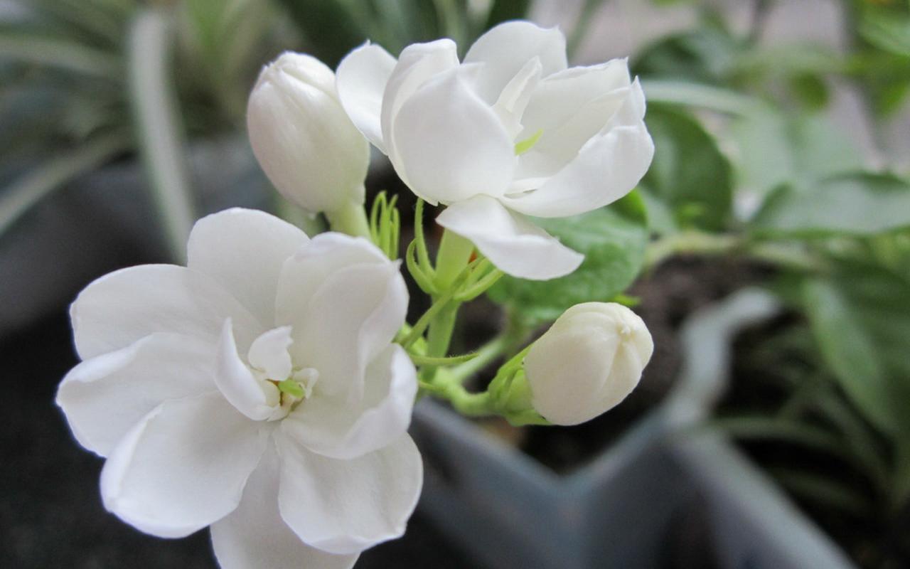 茉莉花不發芽是什麼原因？